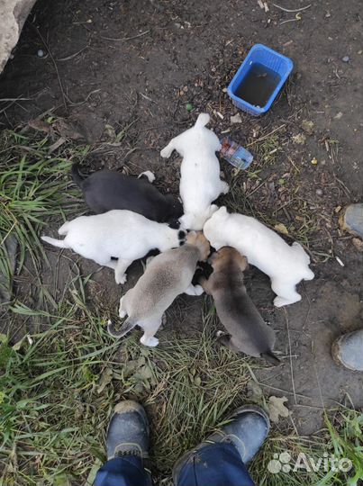 Отдадим щенков в добрые руки