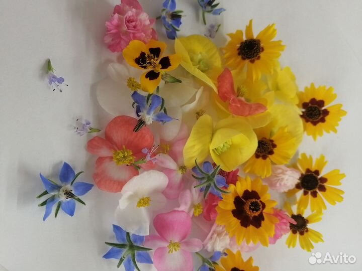 Микрозелень, витграсс, цветы