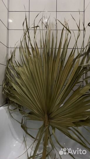 Пальмовые листья