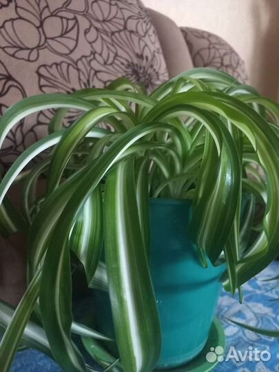 Хлорофитум