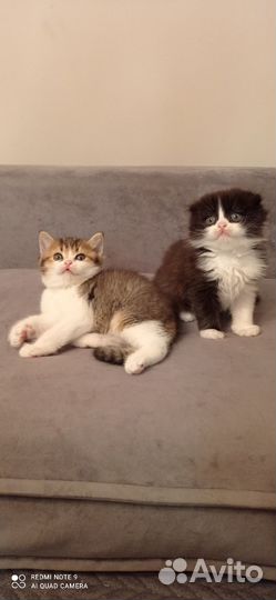 Шотландские котята