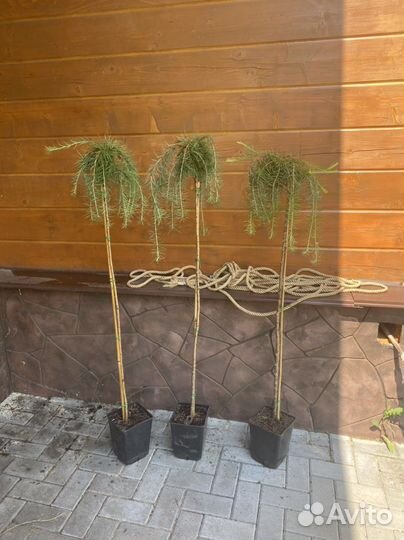 Пендула европейская на штамбе