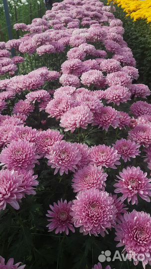 Хризантемы оптом