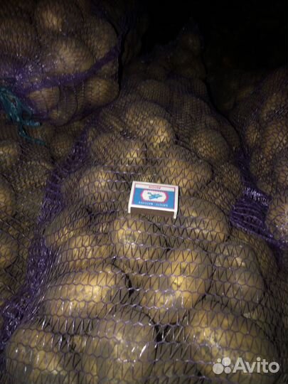 Картофель оптом