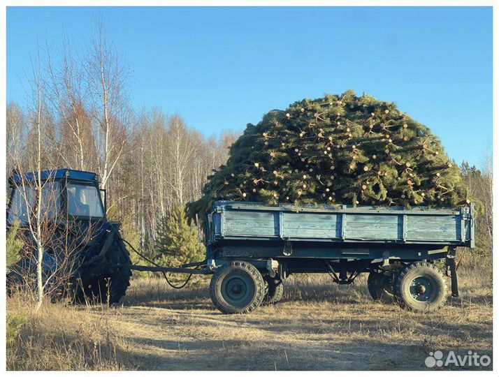 Сосна Рождественская