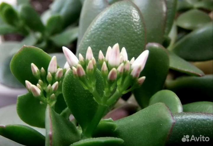 Толстянка (денежное дерево) яйцевидная цветущая