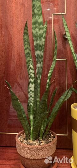Сансевиерия