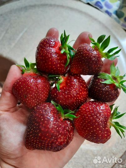 Клубника рубиновый кулон кассета