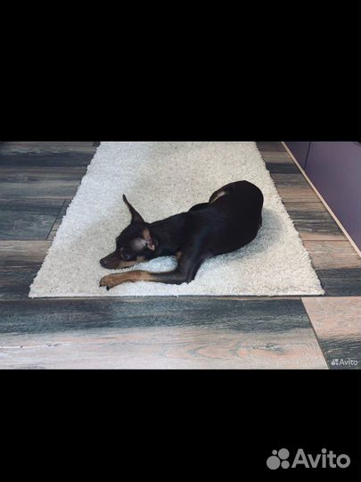 Вязка той-терьер девочка