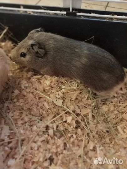 Морская свинка