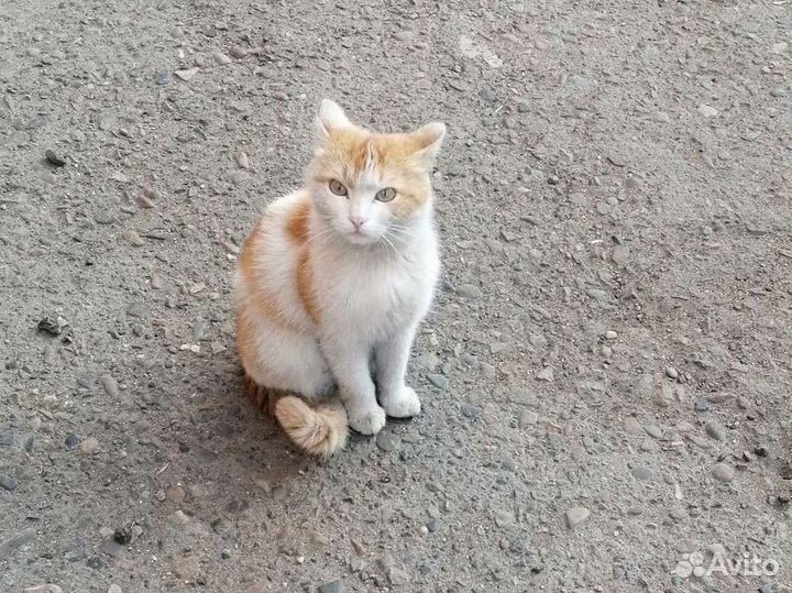 Котик подросток