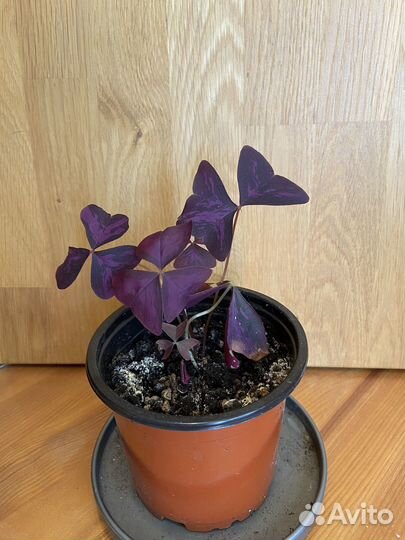 Кислица оксалис фиолетовая