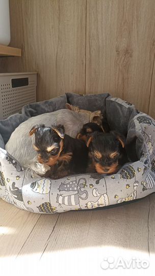 Йоркширский терьер