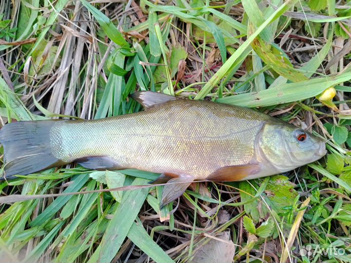 Прудовая рыба для зарыбления