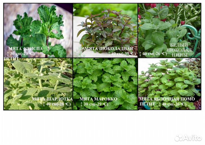 Мята коллекционная, тимьян, душица