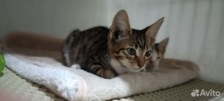 Ушастый котёнок