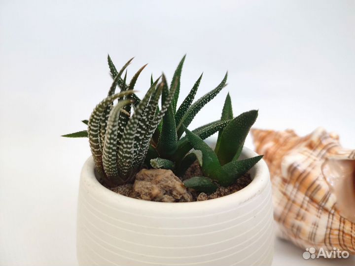 Флорариум суккуленты