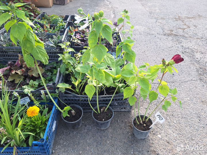 Многолетние садовые цветы, кустарники