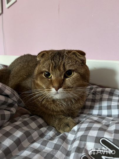 Шотландский кот вязка