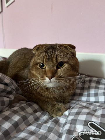 Шотландский кот вязка