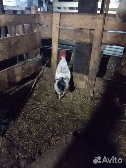 Молодые петухи