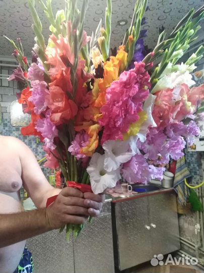 Гладиолусы