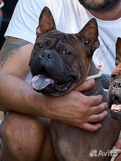 Чунцин.Щенки.Вязка