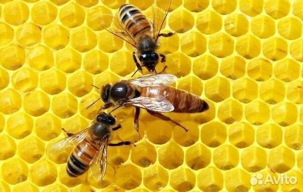 Рамки с сушью