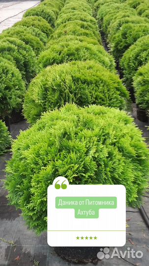Туя западная Даника от Питомника Ахтуба