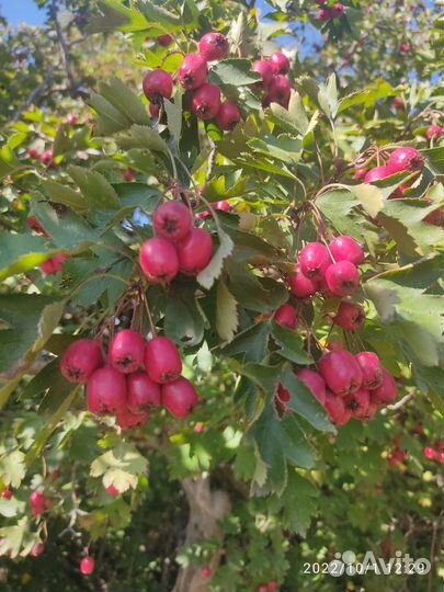 Лечебные травы и сборы