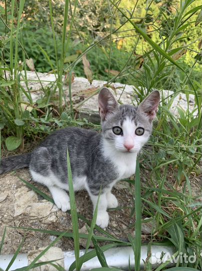 Котята в добрые руки бесплатно