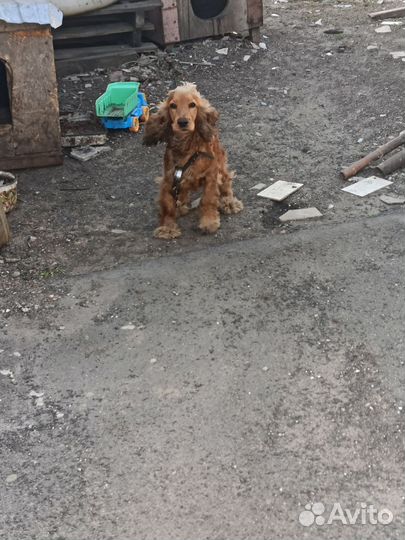 Кокер спаниель