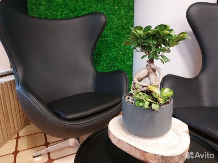 Фитостена / озеленение ресторана