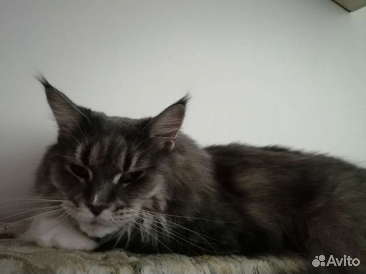 Кошка мейн-кун в дар