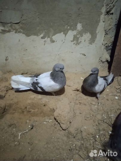 Голуби