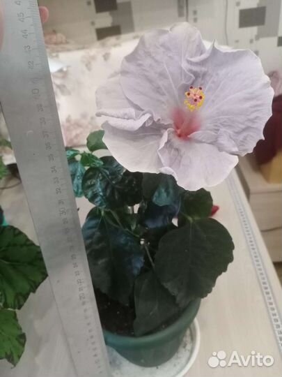 Гибискус голландский