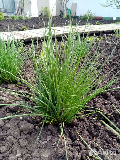 Лук шнитт лук скорода