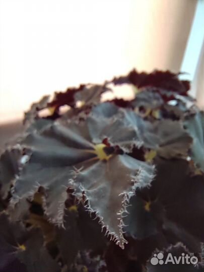 Бегония Black fang