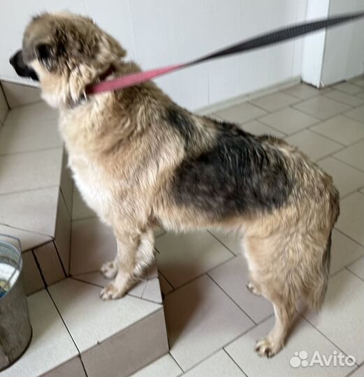 Собака в добрые руки