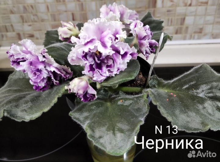 Фиалка