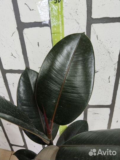 Фикус эластика