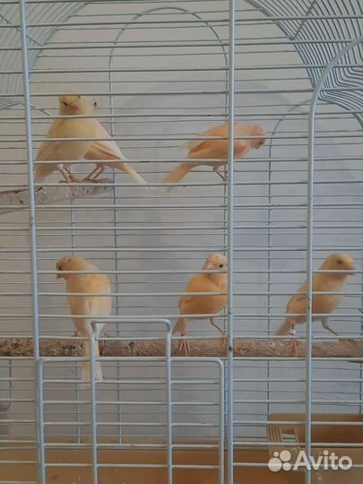 Кенара и канарейки