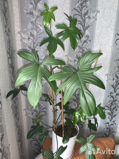 Домашние/комнатные растения