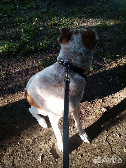 Собака Алабай девочка (1,8)
