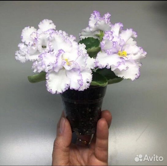 Фиалки сортовые ват-Гудвин полумини