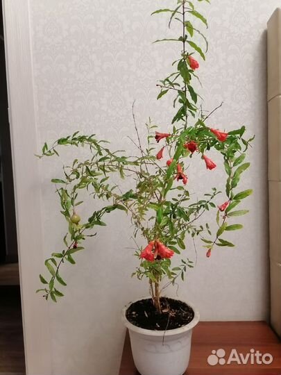 Гранат комнатный