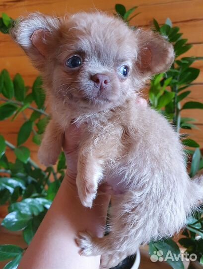 Эксклюзивный малыш