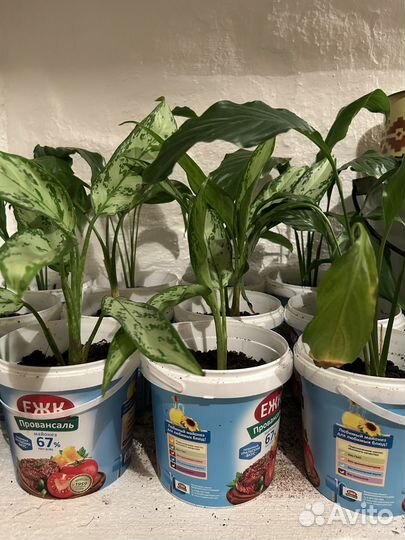 Цветы Аглаонема