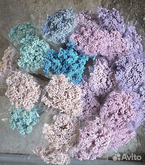 Пижма сухоцвет