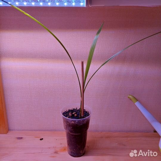 Пальмы, личи